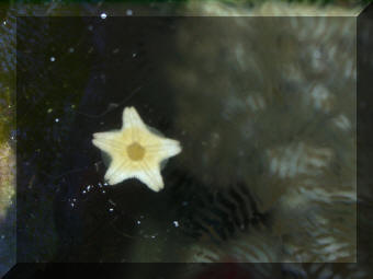 Tiny Star Fish and snail tracks